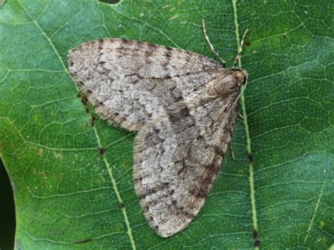 Geometer Moth (Geometridae) | Moth Identification