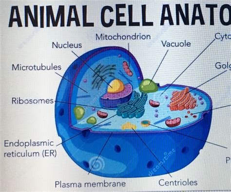 Animal Cell Project With Labels