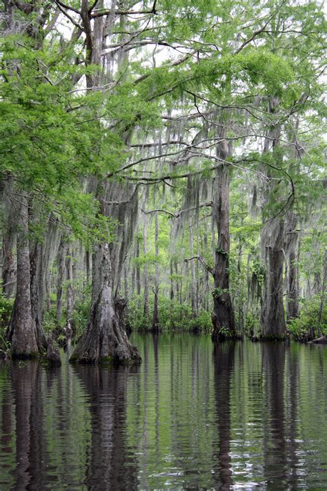 Honey Island Swamp, Slidell, Louisiana (about an hour from New Orleans) Places To Travel, Places ...