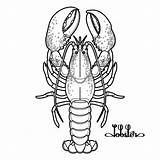 Lobster Coloring Stock Illustrations – 401  sketch template