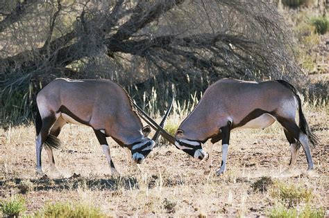 Gemsbok Locking Horns Photograph by Dr P. Marazzi/science Photo Library - Fine Art America