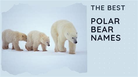 55 Best Polar Bear Names (Girl, Boy, Baby, Cool, Funny, Famous) - YouTube