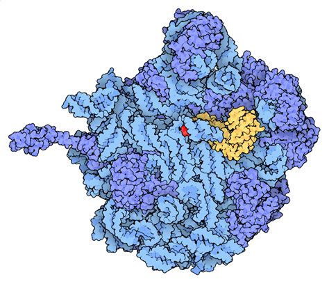 PDB-101: Learn: Structural Biology Highlights: Antibiotics and Ribosome Function