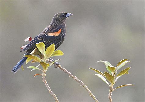 Immature Male Red-winged Blackbird Photograph by Lindy Pollard | Pixels