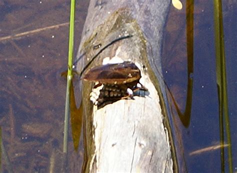 Giant Water Bug Eggs - What's That Bug?