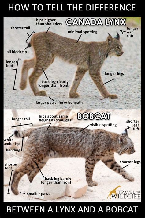 Lynx Cat Pet Size