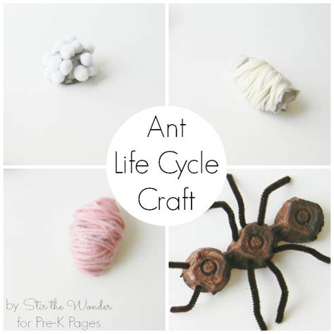 Ant-Life-Cycle-Craft | Ant life cycle, Life cycle craft, Life cycles