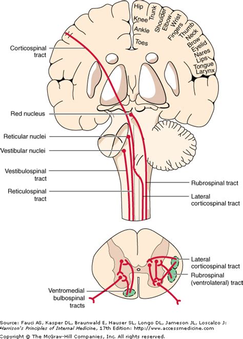 Spinal Injuries