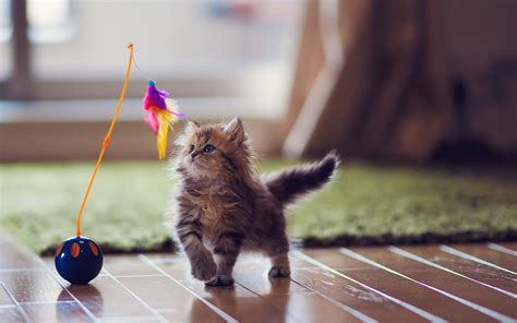 Lovely Kitten Playing - Wallpaper, High Definition, High Quality, Widescreen