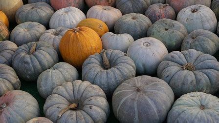 Jarrahdale Pumpkin | HRSeeds