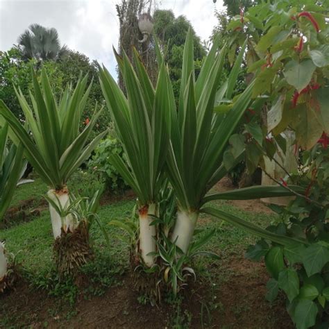 Crinum asiaticum variegatum (Giant Crinum Lily) | Seeds Del Mundo