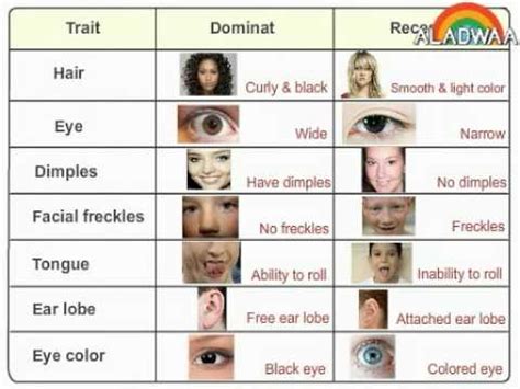 Dominant And Recessive Traits Eye Color