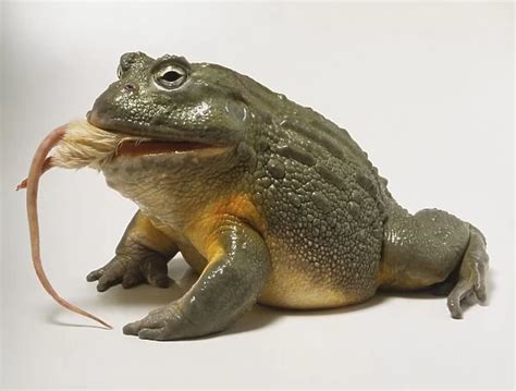 Pyxicephalus adspersus, African Bullfrog eating mouse