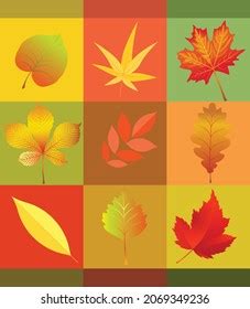 Set Multicolored Fall Leaves Vector Illustration Stock Vector (Royalty Free) 2069349236 ...