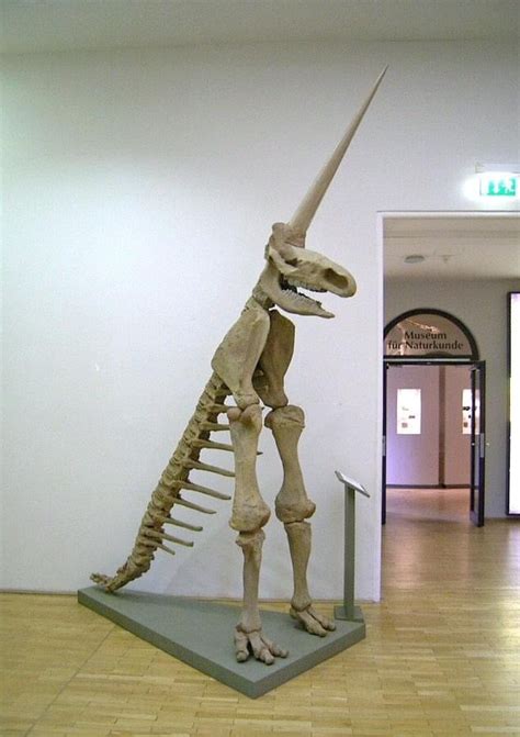 Meet the Magdeburg Unicorn - one of the worst fossil reconstructions in human history. - 9GAG