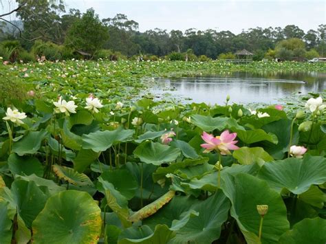 Blue Lotus Water Garden, Yarra Junction, January 2013 | Gorgeous gardens, Water garden, Garden