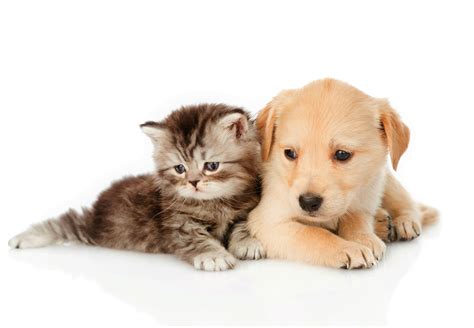 Cute Kitten and Puppy 4K Ultra HD Wallpaper