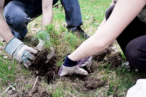 2016 Fall Tree-Planting Tips - Grade A Tree