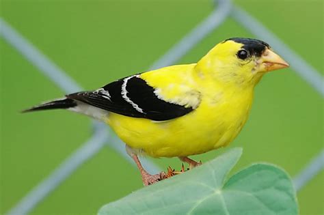 Bird In Everything: Picture Of A Finch Bird