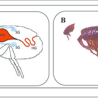 Flea dissections. a Diagram of flea internal anatomy. The dash line... | Download Scientific Diagram