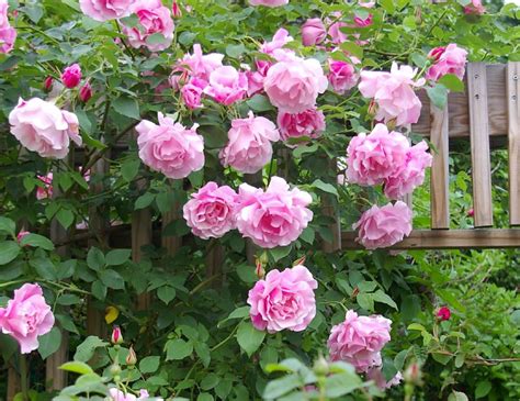 dariusdialogue: Do Climbing Roses Bloom All Year : How To Train Climbing Roses Sanctuary Home ...