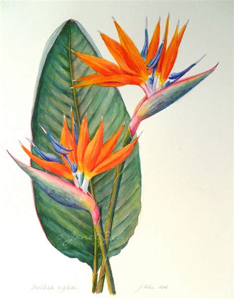 Zeh Original Art Blog Watercolor and Oil Paintings: Bird of Paradise Botanical Painting ...