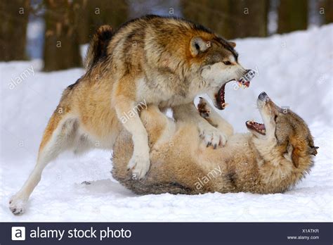 Grey Wolves Fighting In Snow Stock Photos & Grey Wolves Fighting In ...