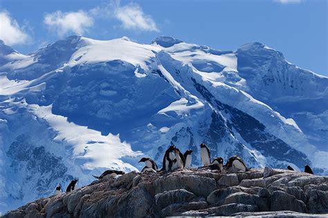 Penguin Colony Antarctica Photograph by Dan Leffel - Fine Art America