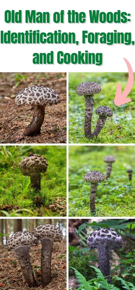 Old Man of the Woods: Identification, Foraging, and Cooking - Mushroom Appreciation