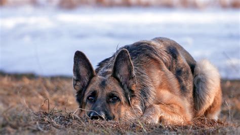 German Shepherd Dog, HD Animals, 4k Wallpapers, Images, Backgrounds, Photos and Pictures