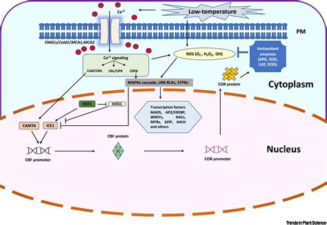 Auxin–cytokinin interplay shapes root functionality under low ...