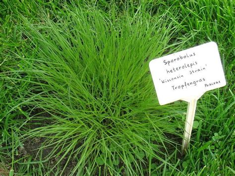 200 Prairie Dropseed Native Grass Seeds – Seed World