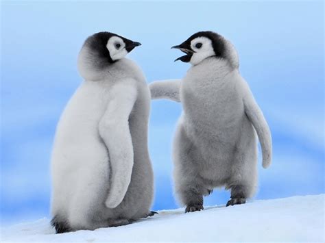 Cute Penguin Backgrounds - WallpaperSafari