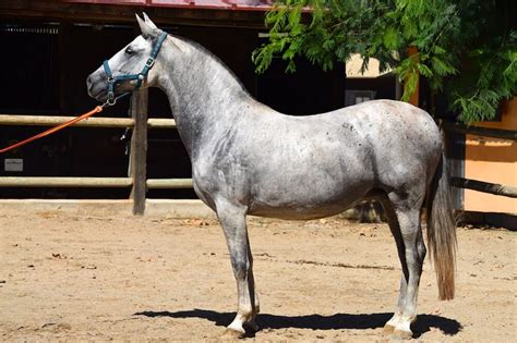 15 Spanish Horse Breeds That Are So Delightful - Horses & Foals