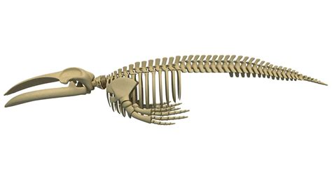 Blue Whale Skeleton - 3D Model by 3D Horse