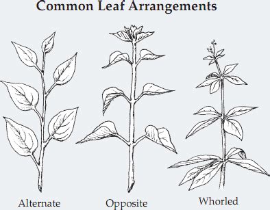 Basal Leaf Arrangement