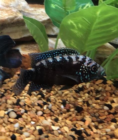 Electric Blue Jack Dempsey Breeding Project (photos) | MonsterFishKeepers.com