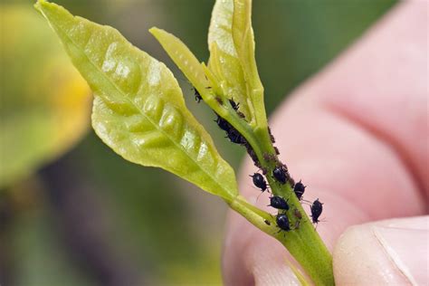 Plant Pests Aphids