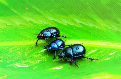 9 Interesting Facts About Beetles You Probably Didn't Know