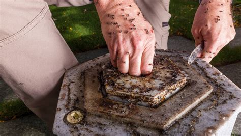 Honey is harvested from the native bee hives at Parliament House | The ...