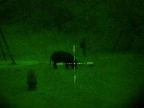 lights for hog hunting - AR15.COM