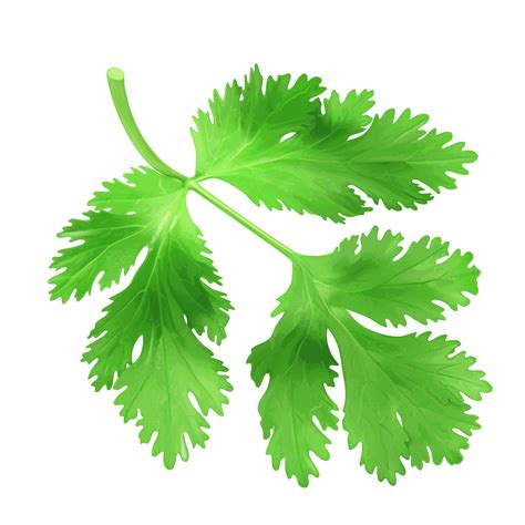 Coriander Leaves, Herb Pattern, Culinary Decoration PNG Image