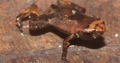 Brazilian Flea Toad Named World's Smallest Bony Animal: Study