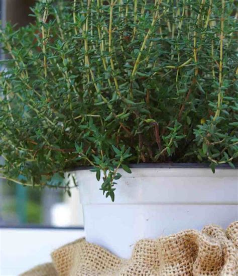 The Ultimate Guide to Growing Thyme Indoors