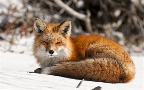 4K Ultra HD Arctic fox Wallpapers HD, Desktop