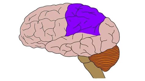 Parietal lobe - definition