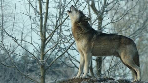 Wolves' call of the wild comes in different dialects | CBC Radio