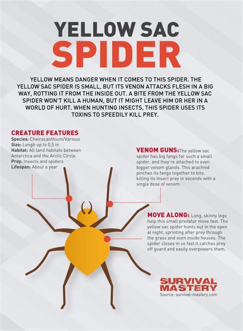 Yellow Sac Spider Infographic Infographic #Dogs #Spiders | Spider bites, Spider, Fear of flying