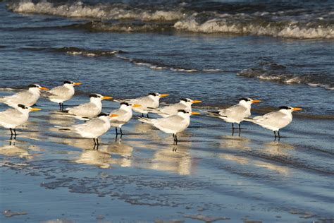 Discover Padre Island National Seashore - Lark & Revel