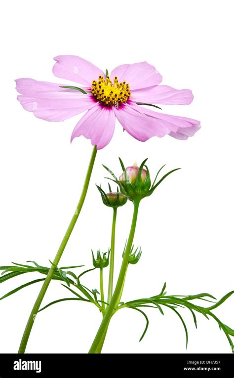 purple cosmos flower isolated Stock Photo - Alamy